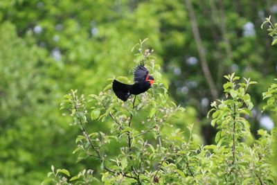 Butterfly on a bird