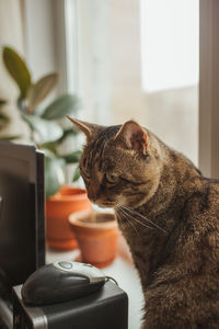 Close-up of a cat