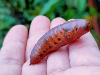 The caterpillars are old brown, ready to emerge as butterflies.