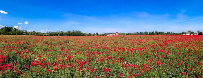 Scenic view of poppy field against sky