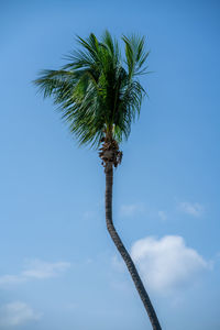 Low angle view of palm tree against sky