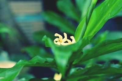 Close-up of flower on plant