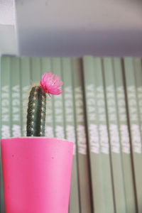 Close-up of pink flower on potted plant