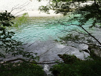 Scenic view of lake in forest