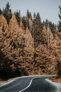 Road amidst trees during autumn