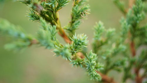 Close-up of leaves