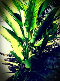 Plants growing on tree