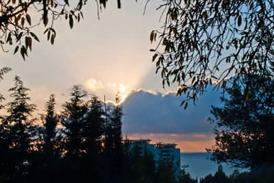 Low angle view of trees against sky at sunset