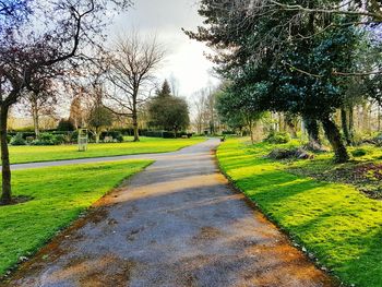 Footpath amidst trees in park