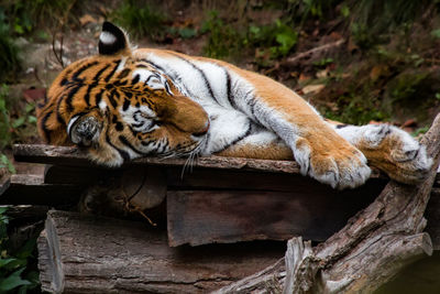 Cat relaxing on log in zoo