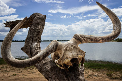 Bull skull on an old tree at the safari