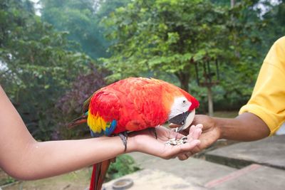 Cropped hand of woman feeding macaw at zoo