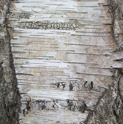 Full frame shot of weathered tree trunk