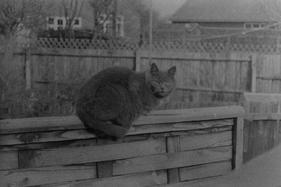 Cat sitting on wood