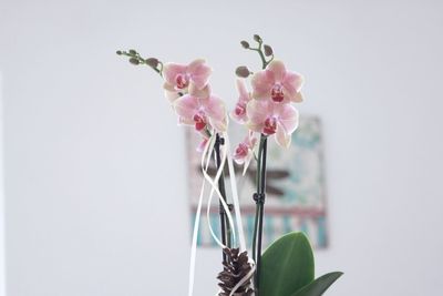 Close-up of pink flowers blooming outdoors