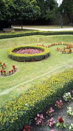 View of flowering plants in garden