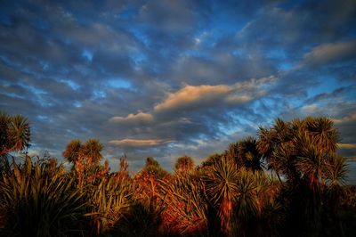 Low angle view of trees against cloudy sky