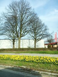 Yellow flowers on field by building against sky