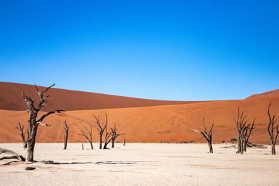 Dead trees in desert against clear blue sky