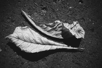 Close-up of leaf on ground