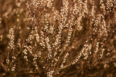 A brown heather flowers in the swamp in spring