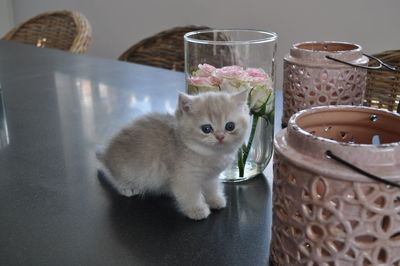 Close-up of cat in basket on table at home