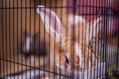 Close-up of rabbit in cage