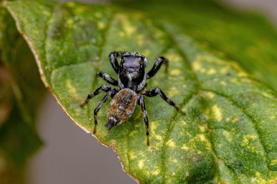 Close-up of spider