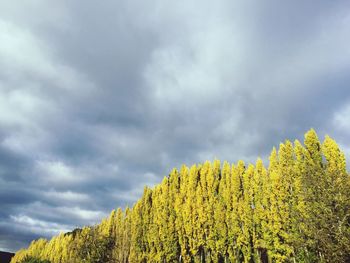 Scenic view of yellow tree against sky