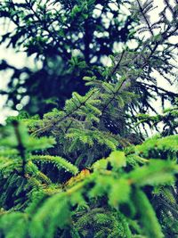 Close-up of fern in forest