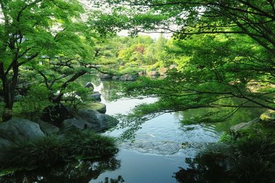 Reflection of trees in water