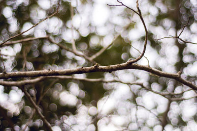 Close-up of tree branch