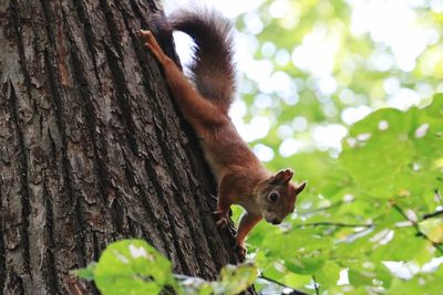 Low angle view of squirrel on tree trunk