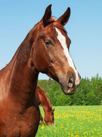 Close-up of horse grassy field