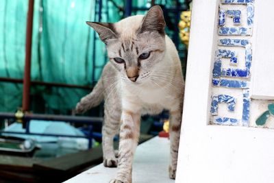 Portrait of cat against wall