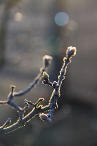 Close-up of snow on twig