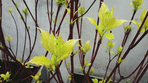 Close-up of plant