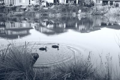 High angle view of ducks swimming in lake