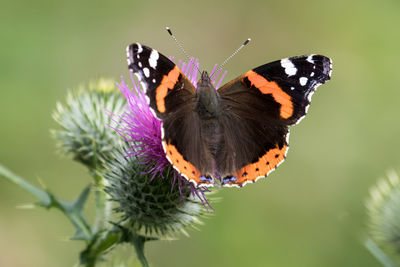 Close-up of red admiral butterfly on thistle