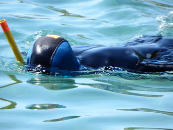 Close-up of swimming in sea