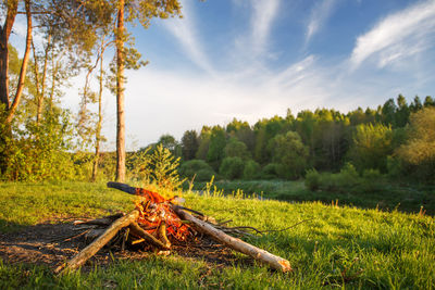 Close-up of wood on field against sky