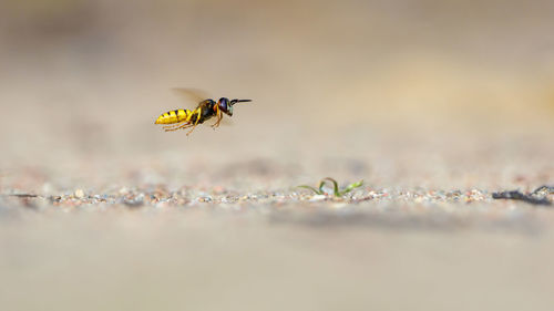 Close-up of flying insect 