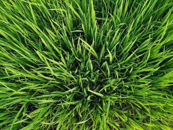 High angle view of bamboo plants on field