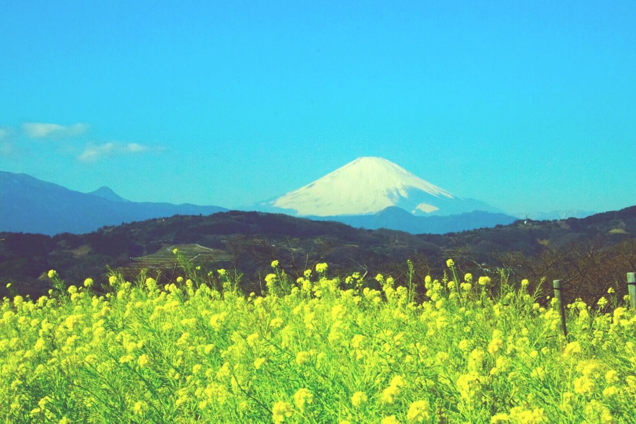 mountain, beauty in nature, mountain range, scenics, tranquil scene, tranquility, clear sky, nature, flower, landscape, growth, blue, copy space, plant, idyllic, non-urban scene, sky, tree, day, outdoors