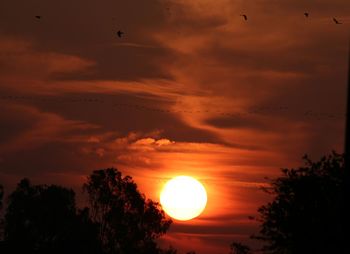 Silhouette trees against dramatic sky during sunset