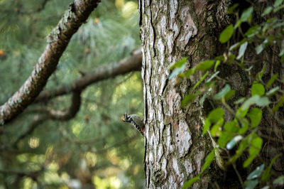 Close-up of a bird on tree