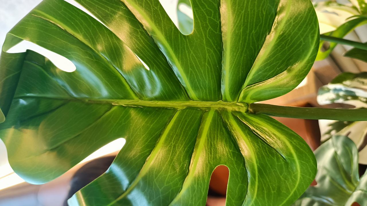 HIGH ANGLE VIEW OF GREEN LEAVES