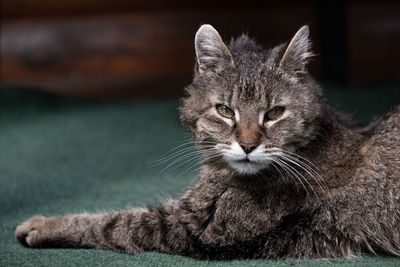 Close-up portrait of tabby cat