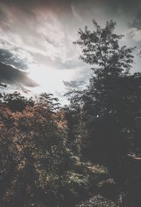 Low angle view of silhouette tree against sky