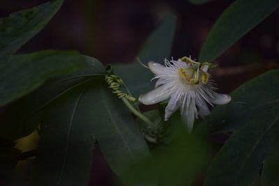 High angle view of passion flower blooming outdoors
